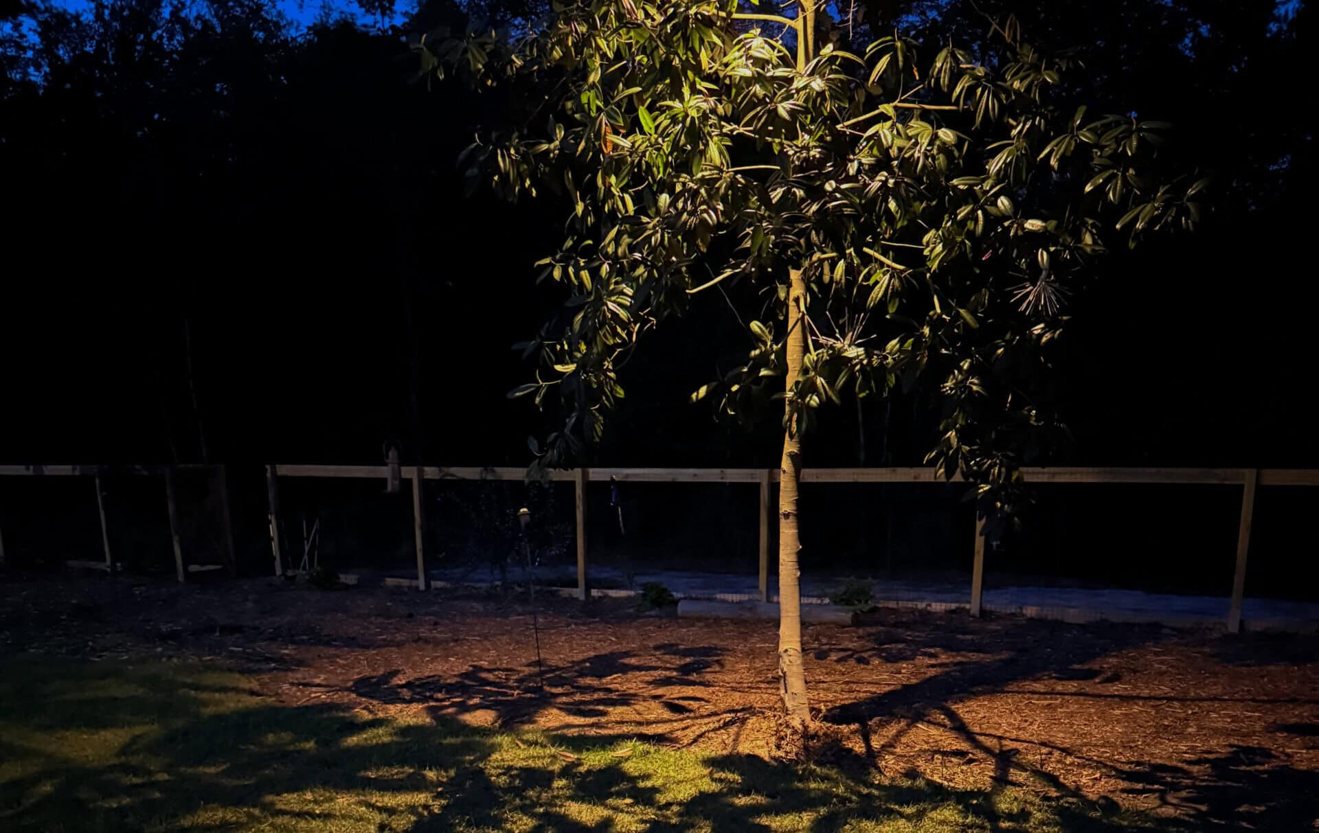 Tree uplighting and garden lighting at night