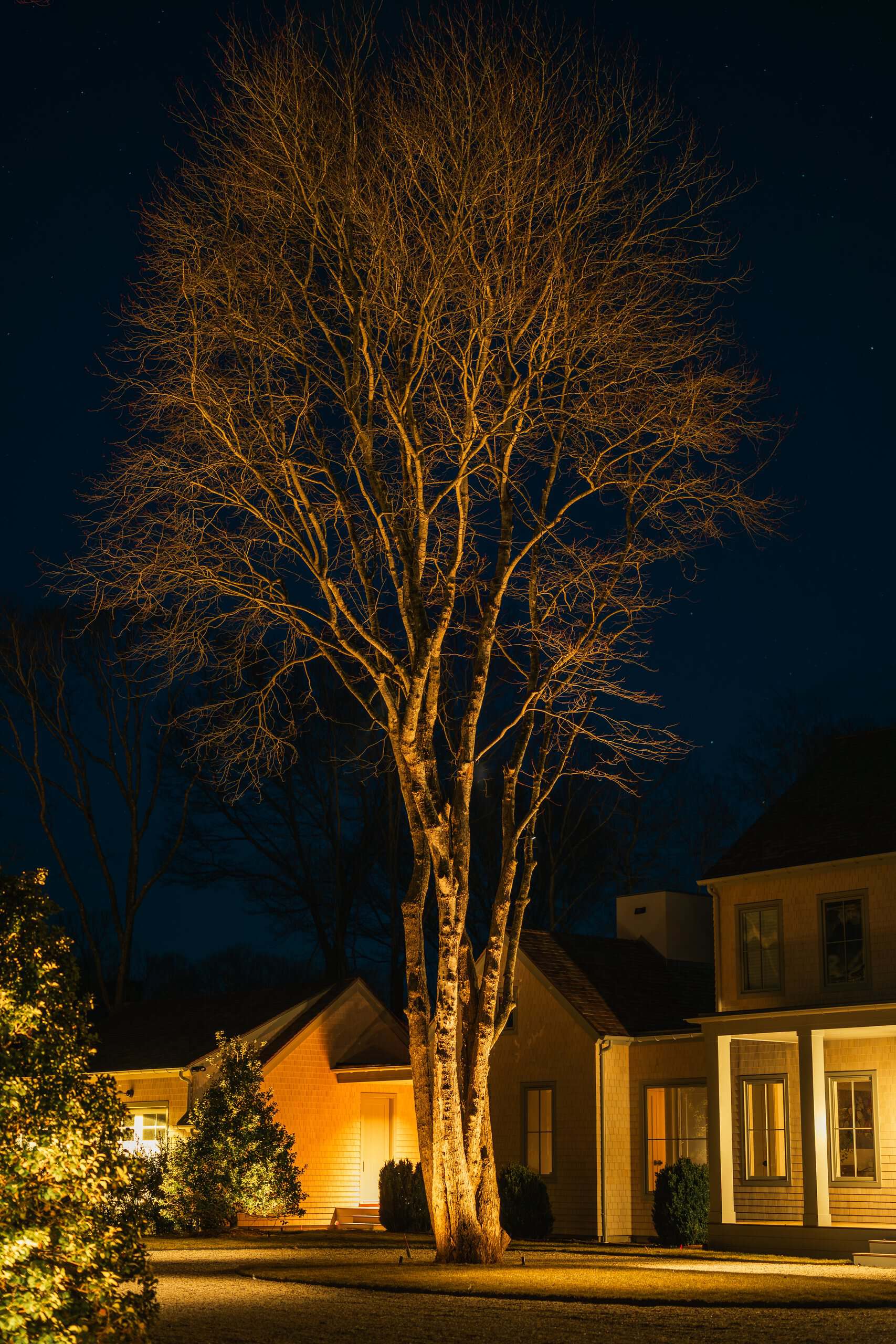 Front yard tree lighting for a Long Island home