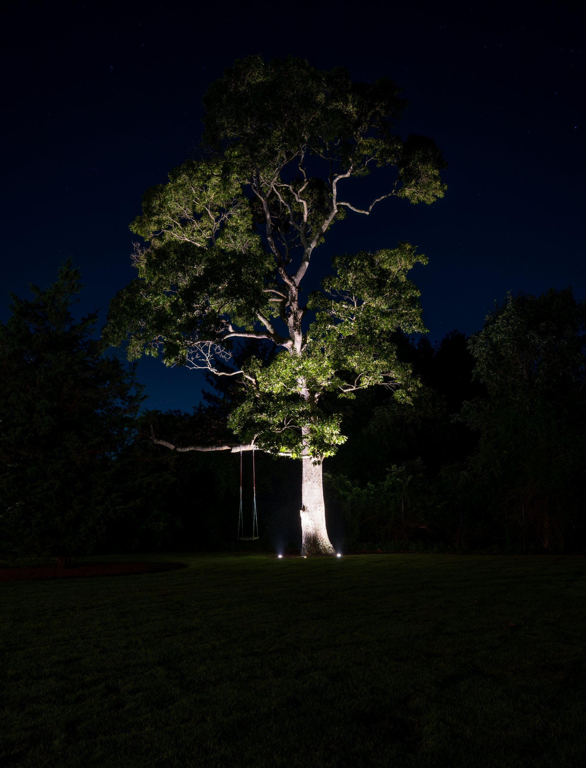 Mature tree uplighting on a Long Island property