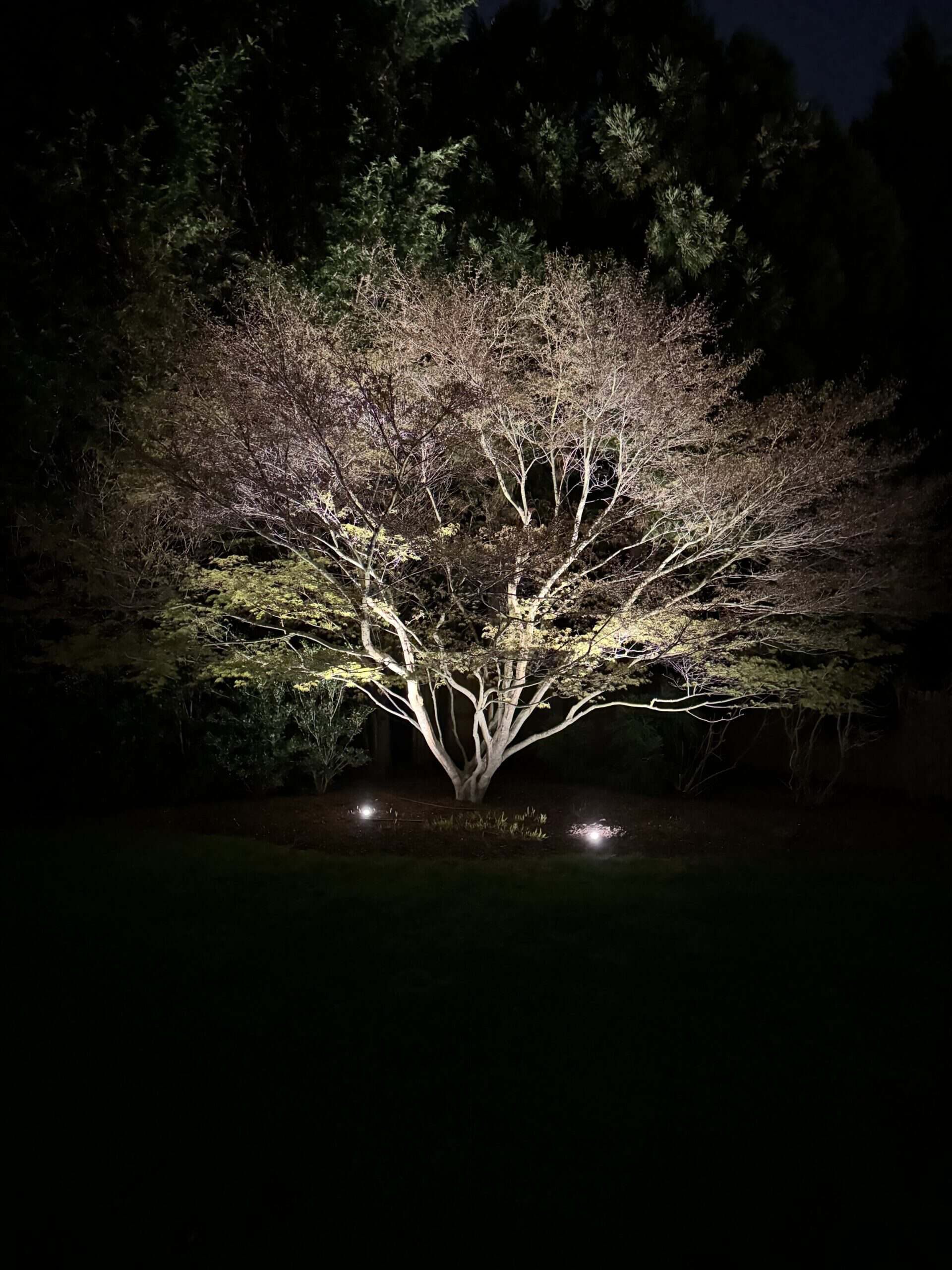 Planting Bed Lighting