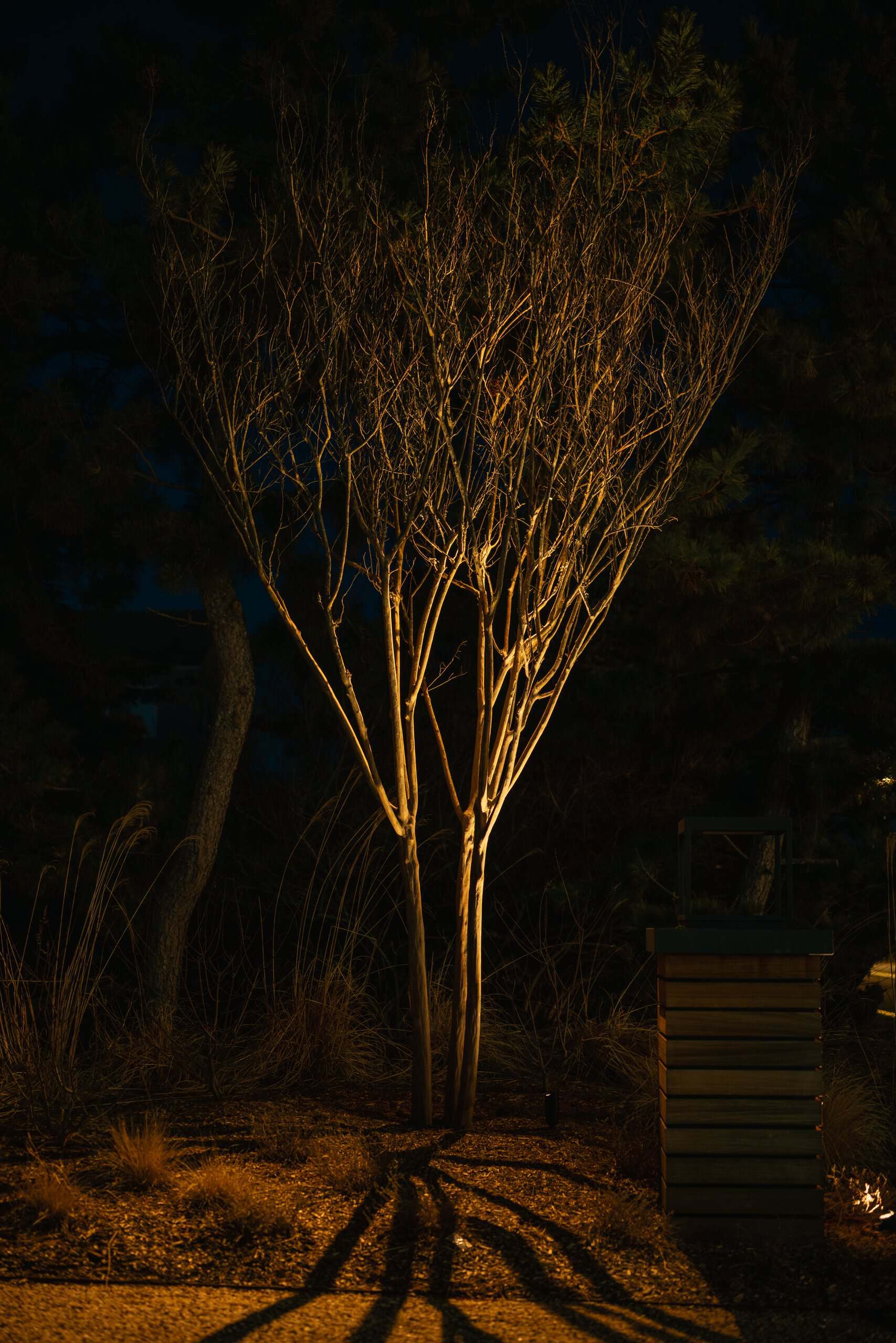 Specimen tree uplighting for a Long Island outdoor lighting design