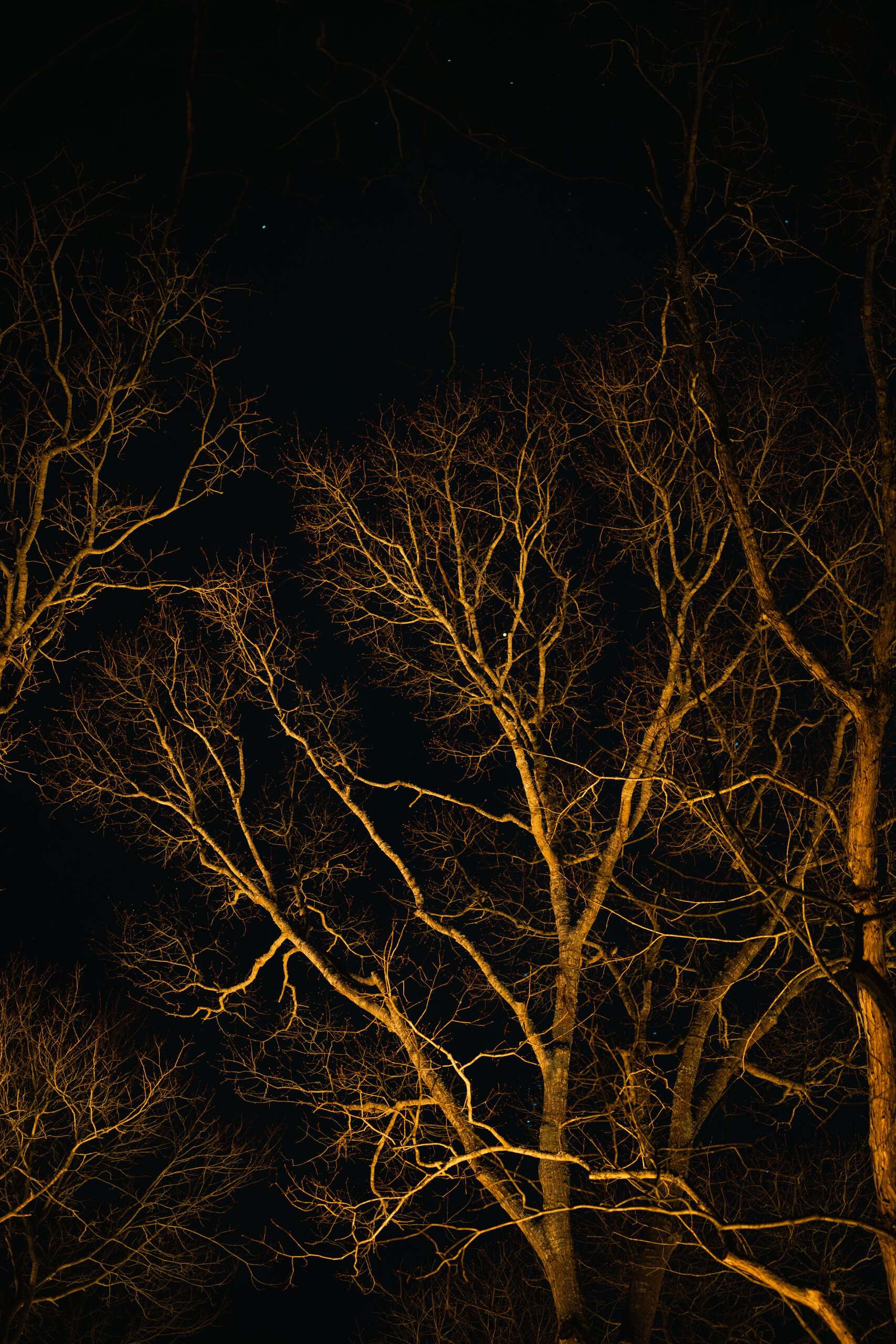 Tall tree uplighting for Long Island outdoor lighting